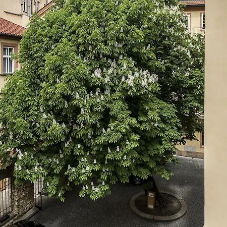 Opitzuv Dum * פראג