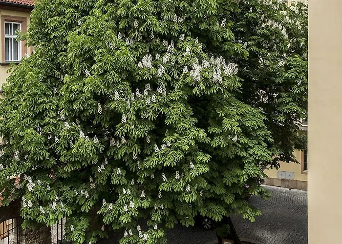 Opitzuv Dum * Prága